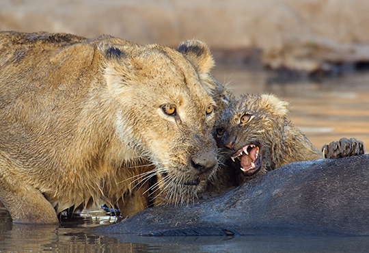 Safari Afrika leeuw in water