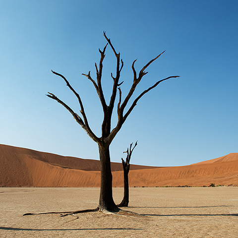 Rondreis Namibië- Deadvlei