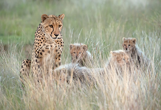 Safari Afrika cheetah Tanzania