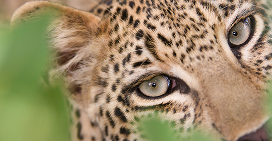 Safari South Africa -Sabi Sand -leopard