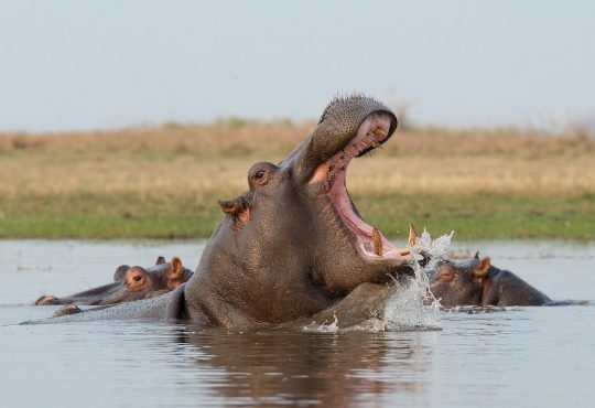 Safari Afrika Zambia