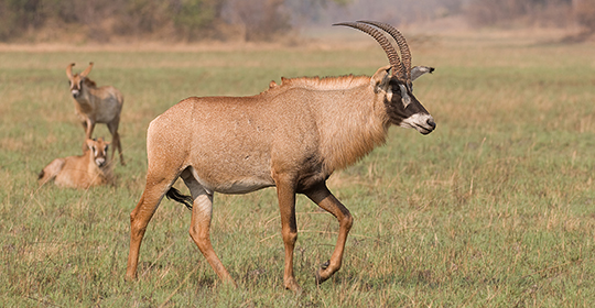Safari Zambia-Kafue