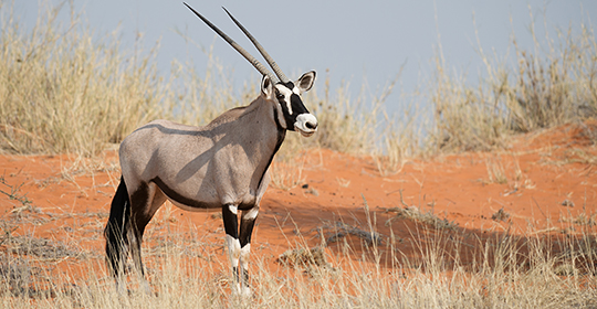 Safari South Africa - Kgalagadi- oryx