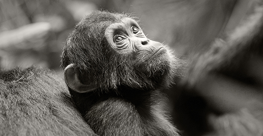 Safari Africa - Tanzania- Mahale and Gombe-chimpanzee