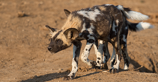 Safari South Africa - Madikwe- wild dogs