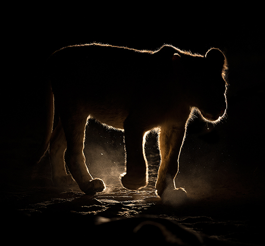 Photo safari South Africa- lion
