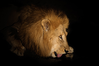 Afrika reizen:drinkende leeuw
