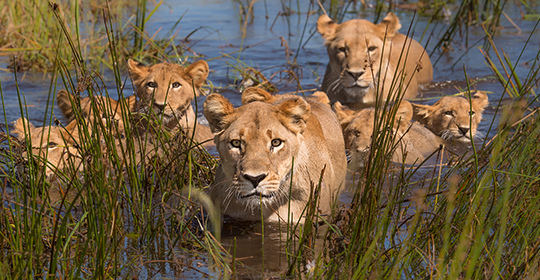 Botswana Safari Okavango