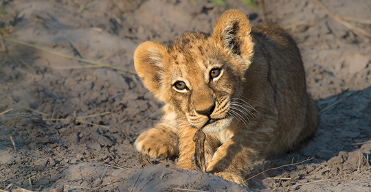 Safari South Africa - Kruger Park- lion cub