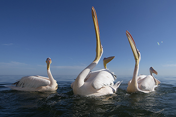 Africa Safari - Namibia- pelicans