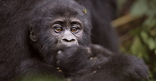 Rondreis Oeganda Oeganda – Bwindi Impenetrable Forest – gorillatrekking