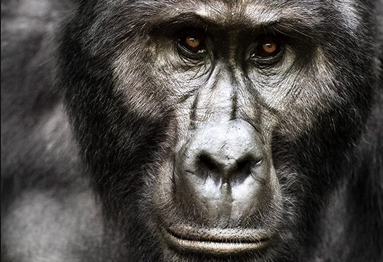 Gorilla trekking -Safari Uganda-Rwanda
