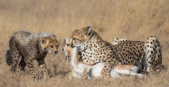 Safari Africa - Tanzania- Ngorongoro Crater- cheetah