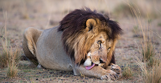 Safari Kenya- Masai Mara- lion
