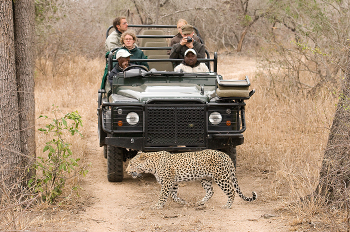 Rondreis Zuid Afrika-safari