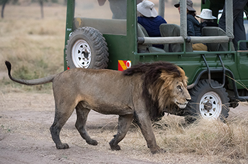 Safari Kenya- Masai Mara-game drive