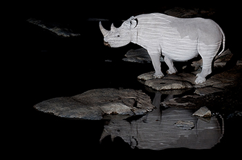 Photographic safaris - black rhino