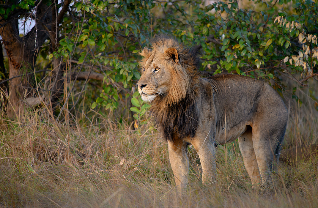 Photo Safari-van Bommel Safari's-lion