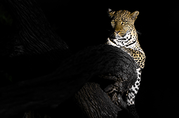 Fotoreis Botswana- Mashatu leopard