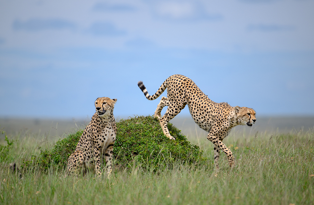 Fotoreis Kenia-van Bommel Safaris