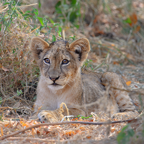 Safari Zambia- Lion cub