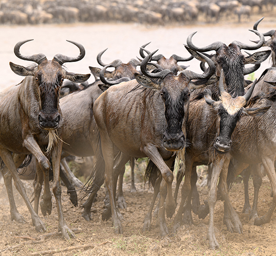 Photo Safari Kenya- Masai Mara- Migration