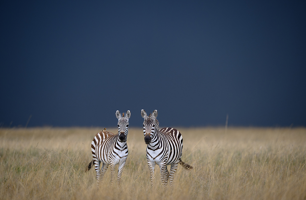 Fotoreis Kenia-van Bommel Safaris