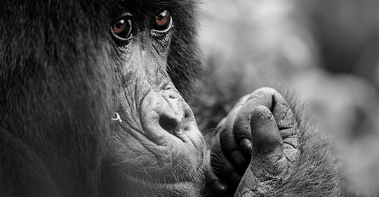 Gorilla trekking- Uganda and Rwanda