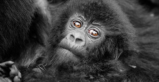 Gorilla trekking- Oeganda en Rwanda