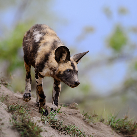 Selfdrive South Africa- wild dog