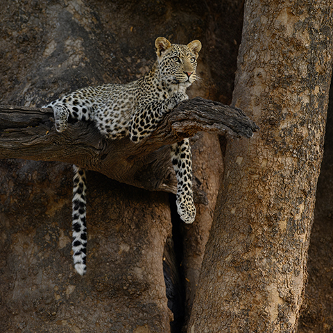 Safari Botswana- South Africa-leopard