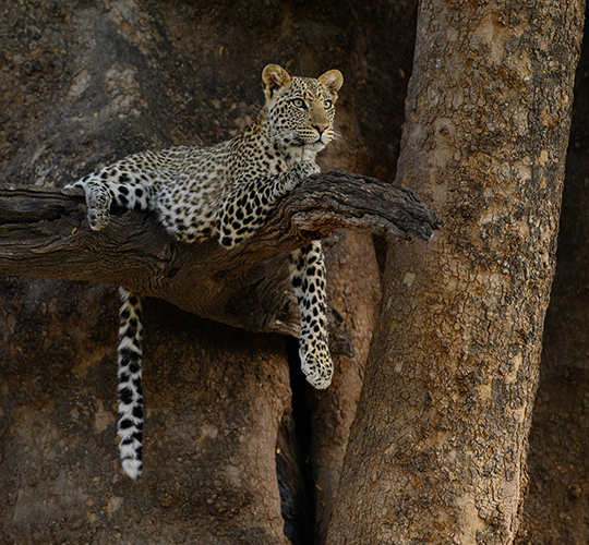 Photo safari Botswana- Mashatu- leopard