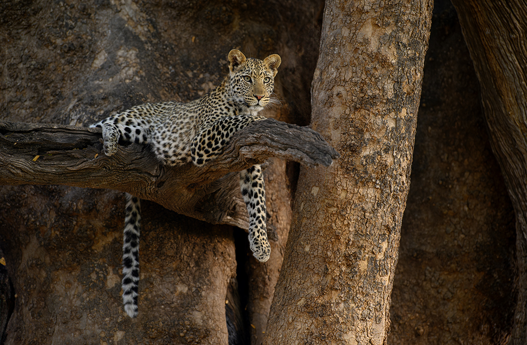 Photo safari Botswana Mashatu- van Bommel Safaris